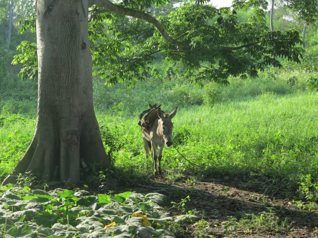 Les ânes sont les meilleurs moyens de transport, même en période de pluie, seulement ils ne peuvent pas passer par la barrière de l’entreprise ©Judith Bovard/2015