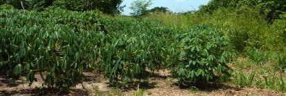 Les plantes de la yuca