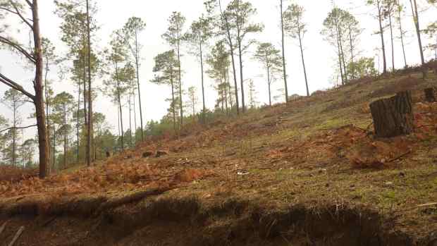 WaldSanJuanBosco_DorisPWS2017